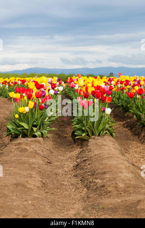 Reihen von bunten Frühling Tulpen wachsen auf einem Bauernhof im nördlichen Oregon. Stockfoto