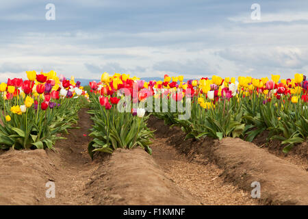 Reihen von bunten Frühling Tulpen wachsen auf einem Bauernhof im nördlichen Oregon. Stockfoto