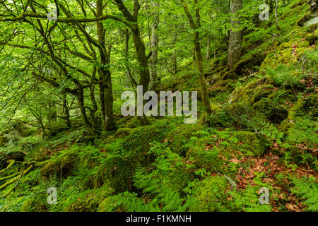 Der Wald im Lesponne-Tal, Nationalpark der Pyrenäen, Hautes-Pyrenäen, Frankreich Stockfoto