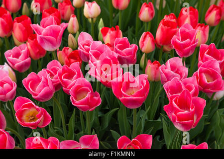 Zart rosa Tulpe blüht mit weißen Spitzen gefrostet wachsen in einer Gruppe auf einer Farm in Oregon. Stockfoto