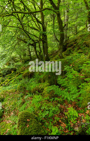 Der Wald im Lesponne-Tal, Nationalpark der Pyrenäen, Hautes-Pyrenäen, Frankreich Stockfoto