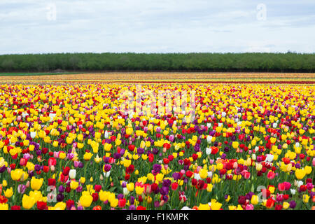 Einen schönen Bereich der bunten Tulpen wachsen auf einer Farm in Oregon. Stockfoto
