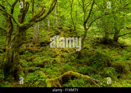 Der Wald im Lesponne-Tal, Nationalpark der Pyrenäen, Hautes-Pyrenäen, Frankreich Stockfoto