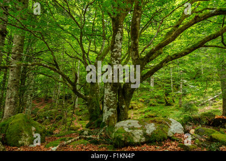 Der Wald im Lesponne-Tal, Nationalpark der Pyrenäen, Hautes-Pyrenäen, Frankreich Stockfoto