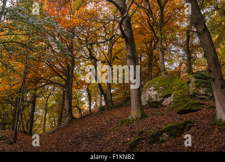 Herbstfarben in Faskally Wood, Pitlochry, Perthshire, Schottland Stockfoto