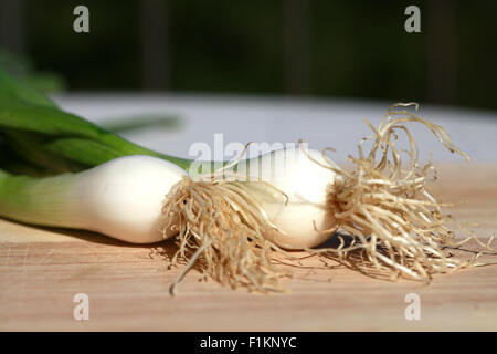 Zwei große, frisch, Frühlingszwiebeln, Schalotten oder Zwiebeln Salat mit Wurzeln noch angebracht, Warten auf einen freien Tisch zubereitet werden. Stockfoto