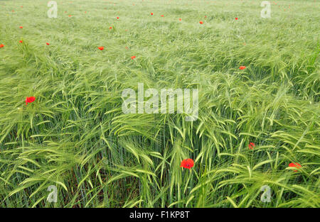 Bereich der Gerste mit Mohnblumen Stockfoto