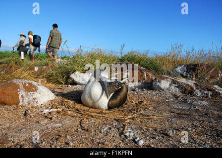 Blau footed Sprengfallen, Verlegung auf Ei - Touristen, Galapagos-Inseln, Ecuador, Südamerika Stockfoto