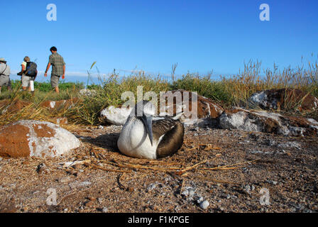 Blau footed Booby Handauflegen Ei mit Touristen, Galapagos-Inseln, Ecuador, Südamerika Stockfoto