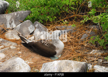 Blaue Schwarzfuß-Sprengfallen - Verlegung auf Ei, Galapagos-Inseln, Ecuador, Südamerika Stockfoto