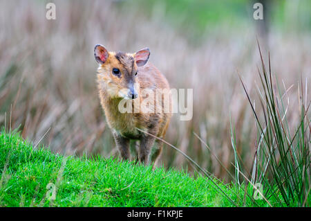 Muntjak Reh im groben Rasen UK Stockfoto