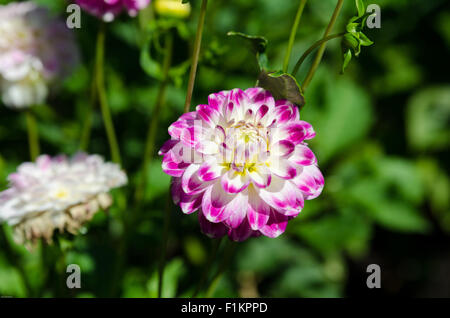 eine schöne Blume aus der Familie Dahlie-Name ist Raibais Joks Stockfoto