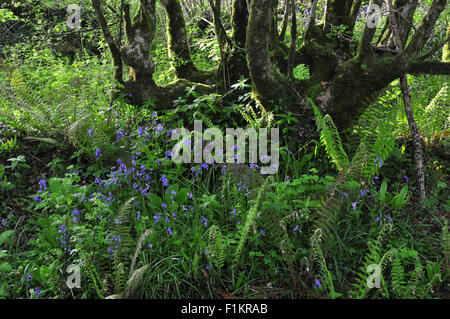 Alte Hecke Stümpfe in Mount Pleasant Lane, Kingcombe Wiesen DWT Naturschutzgebiet, Dorset Stockfoto