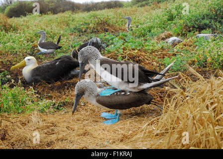 Blau footed Boobies Paarung, Galapagos Islands Marine Reserve. Ecuador, Südamerika Stockfoto