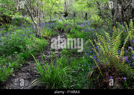 Mount Pleasant Lane, Kingcombe Wiesen DWT Naturschutzgebiet, Dorset Stockfoto