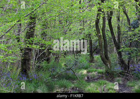 Mount Pleasant Lane, Kingcombe Wiesen DWT Naturschutzgebiet, Dorset Stockfoto
