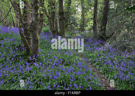 Ein Teppich aus Glockenblumen in einem Waldgebiet Dorset UK Stockfoto