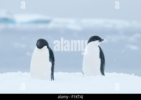 Eine unreife und Reife Adelie Pinguin auf einem Eisberg in der Antarktis zeigen die unterschiedlichen Färbungen zwischen den unterschiedlichen Alters Stockfoto