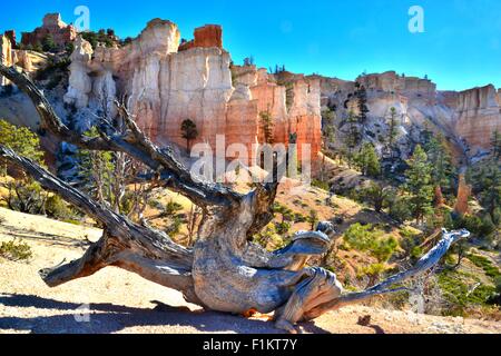 Bristlecone Kiefer und glühende Hoodoos entlang Highway 12 in Bryce-Canyon-Nationalpark im Südwesten von Utah Stockfoto