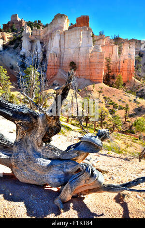 Bristlecone Kiefer und glühende Hoodoos entlang Highway 12 in Bryce-Canyon-Nationalpark im Südwesten von Utah Stockfoto