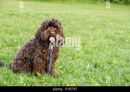 Ein dunkles Braun Cockapoo Hund wartet in einem Park, UK Stockfoto