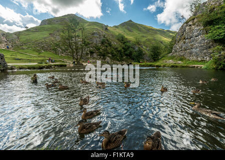 Eine schöne Szene der Fluss Dove mit Trittsteine in Dovedale Derbyshire Peak District National Park, Großbritannien Stockfoto