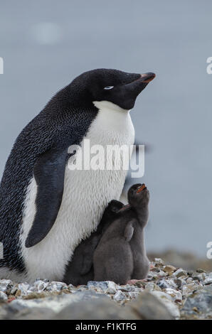 Ein Adelie Pinguin Pygoscelis Adeliae ruht auf einem felsigen Nest mit ihren Küken in der Antarktis Stockfoto