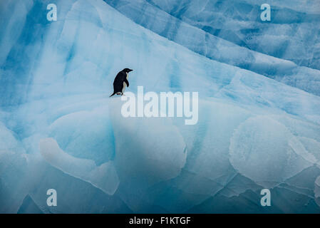 Ein Adelie Pinguin steht auf einem großen blauen Eisberg in der Antarktis Stockfoto