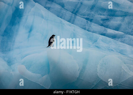 Ein Adelie Pinguin steht auf einem großen blauen Eisberg in der Antarktis Stockfoto
