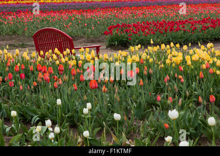 Eine rote Bank sitzt unter Frühjahr Tulpen gepflanzt auf einer Farm in Oregon. Stockfoto