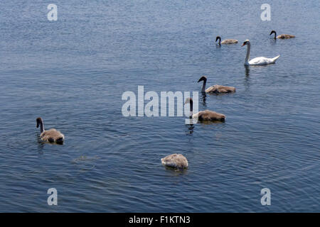 Familie von Schwänen am Lake Ontario. Stockfoto