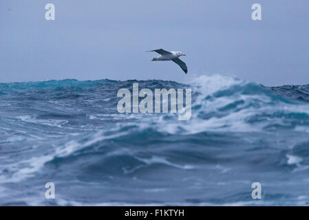 Ein Wandering Albatros, Diomedea Exulans in der Drake-Passage, Antarktis Stockfoto