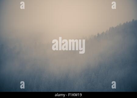 Misty Forest Hintergrund. Niedrige Decke Berg Wolken. Stockfoto