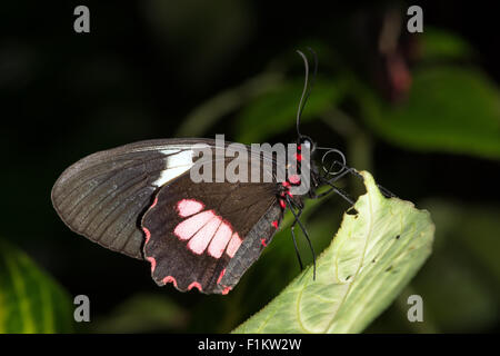 Großer Mormone Schmetterling (Papilio Memnon) Stockfoto