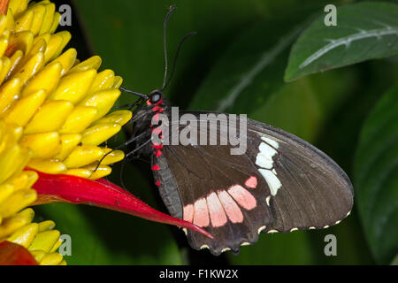 Großer Mormone Schmetterling (Papilio Memnon) Stockfoto