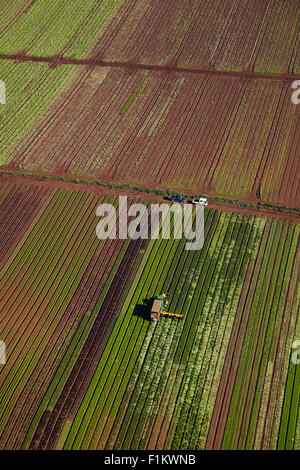 Kommissionierer und Traktor in Gärtnerei, Bombay Hills, South Auckland, Nordinsel, Neuseeland - Antenne Stockfoto