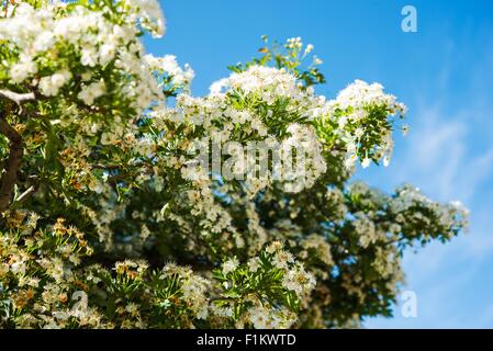 Spring Blossom Zweige auf den blauen Himmel. Stockfoto