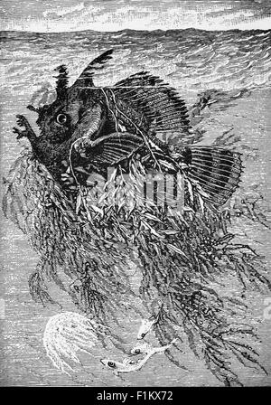 Froschfisch oder Antennarius, in seinem Nest von Golf Weed, Sargasso Meer, westlicher Atlantischer Ozean Stockfoto