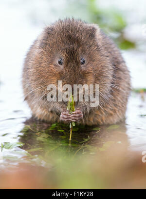 Eurasische Schermaus (Arvicola Amphibius) ernähren sich von wilden Wasser Kresse (Kapuzinerkresse Officinale) in einem stream Stockfoto