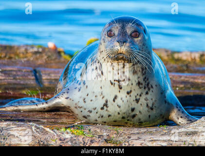 Weibliche Habor Dichtung Puget Sound, US-Bundesstaat Washington. USA Stockfoto