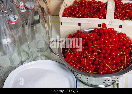 Reife Johannisbeeren in ein Sieb geben, Zucker in einer Schüssel und Swing Top Flaschen im Hintergrund Stockfoto