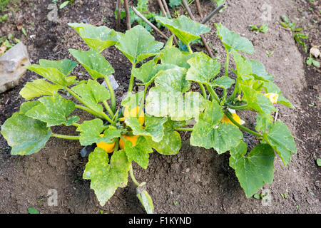Neue Kürbis wachsen auf Pflanze mit großen, grünen Blätter. Stockfoto