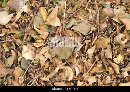 Bett von Herbst Blätter auf dem Boden gefallenen Stockfoto