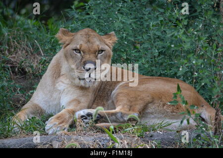 Löwin starrte mich im Zoo von Pittsburgh während der Sommerzeit. Stockfoto