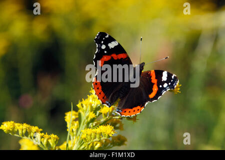 Admiral Schmetterling sitzt auf einer gelben Blume Stockfoto