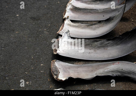 Nord-Minahasa, Indonesien. 28. August 2015. Haifischflossen entlang der Straße der Talawan Bajo getrocknet. Die Haifischflossen entstammen die gefangenen Haie um North Minahasa durch die traditionelle Fischerei, wo Bewohner in Talawaan Bajo als Lebensgrundlage dient. © Ronny Adolof Buol/Pazifik Pres/Alamy Live-Nachrichten Stockfoto