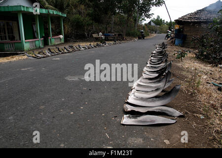 Nord-Minahasa, Indonesien. 28. August 2015. Haifischflossen entlang der Straße der Talawan Bajo getrocknet. Die Haifischflossen entstammen die gefangenen Haie um North Minahasa durch die traditionelle Fischerei, wo Bewohner in Talawaan Bajo als Lebensgrundlage dient. © Ronny Adolof Buol/Pazifik Pres/Alamy Live-Nachrichten Stockfoto
