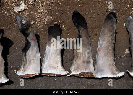Nord-Minahasa, Indonesien. 28. August 2015. Haifischflossen entlang der Straße der Talawan Bajo getrocknet. Die Haifischflossen entstammen die gefangenen Haie um North Minahasa durch die traditionelle Fischerei, wo Bewohner in Talawaan Bajo als Lebensgrundlage dient. © Ronny Adolof Buol/Pazifik Pres/Alamy Live-Nachrichten Stockfoto