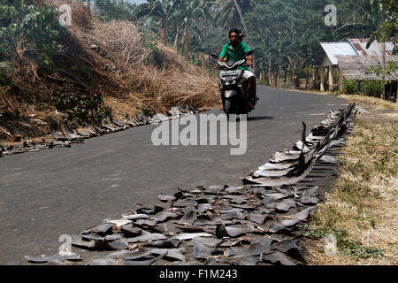 Nord-Minahasa, Indonesien. 28. August 2015. Haifischflossen entlang der Straße der Talawan Bajo getrocknet. Die Haifischflossen entstammen die gefangenen Haie um North Minahasa durch die traditionelle Fischerei, wo Bewohner in Talawaan Bajo als Lebensgrundlage dient. © Ronny Adolof Buol/Pazifik Pres/Alamy Live-Nachrichten Stockfoto