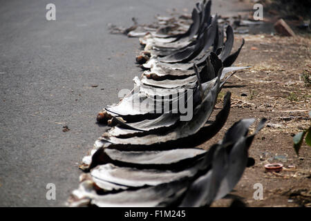 Nord-Minahasa, Indonesien. 28. August 2015. Haifischflossen entlang der Straße der Talawan Bajo getrocknet. Die Haifischflossen entstammen die gefangenen Haie um North Minahasa durch die traditionelle Fischerei, wo Bewohner in Talawaan Bajo als Lebensgrundlage dient. © Ronny Adolof Buol/Pazifik Pres/Alamy Live-Nachrichten Stockfoto